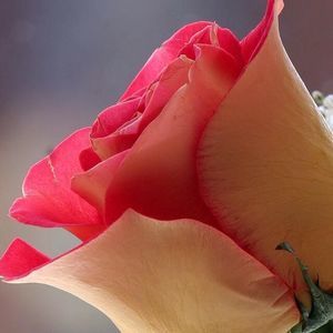 Meet your Posher, Mikayla